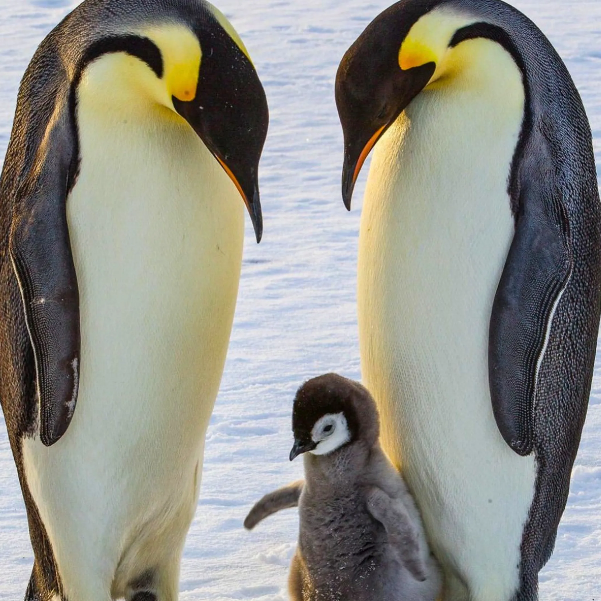 group of penguins on rocky shore