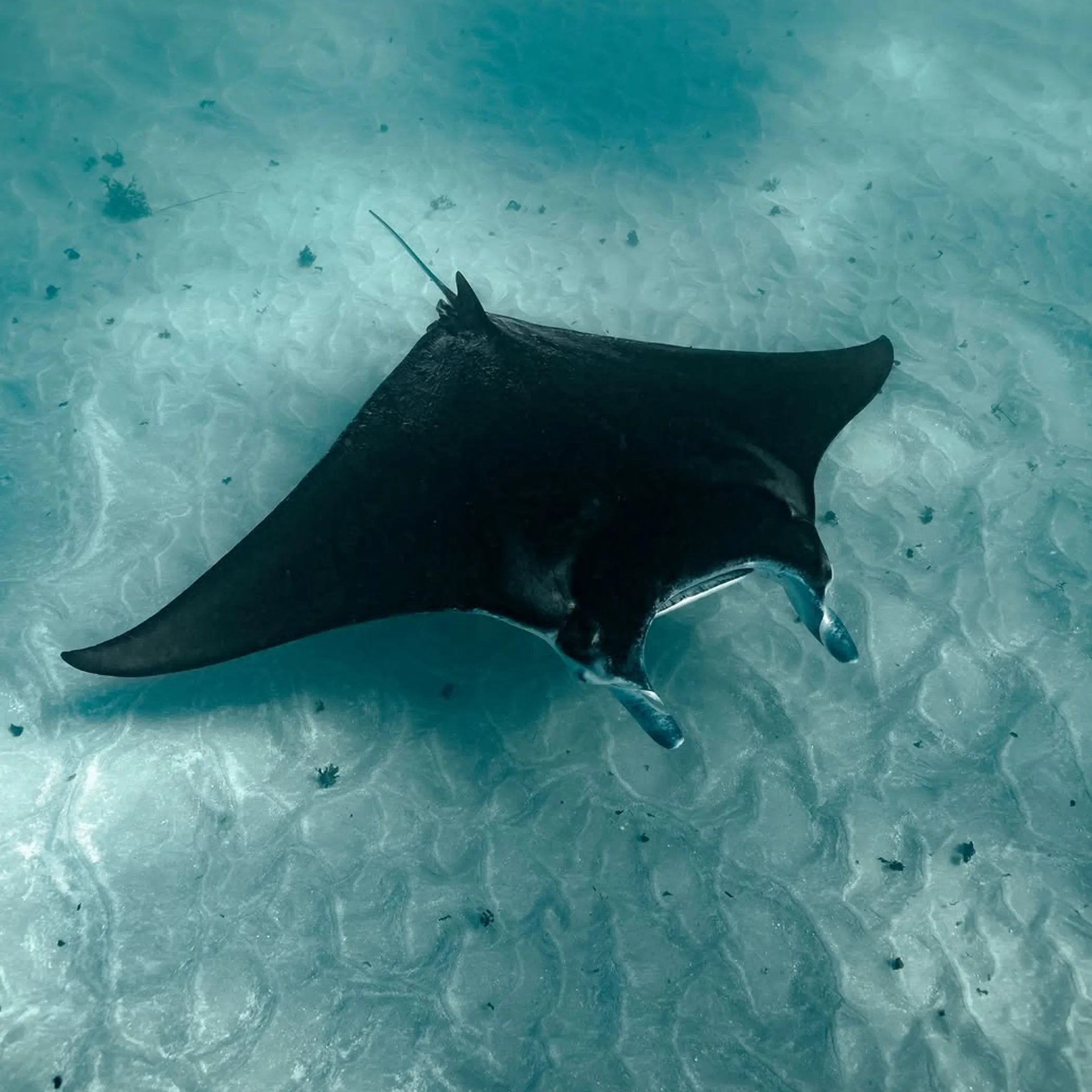 underwater marine life at ningaloo reef