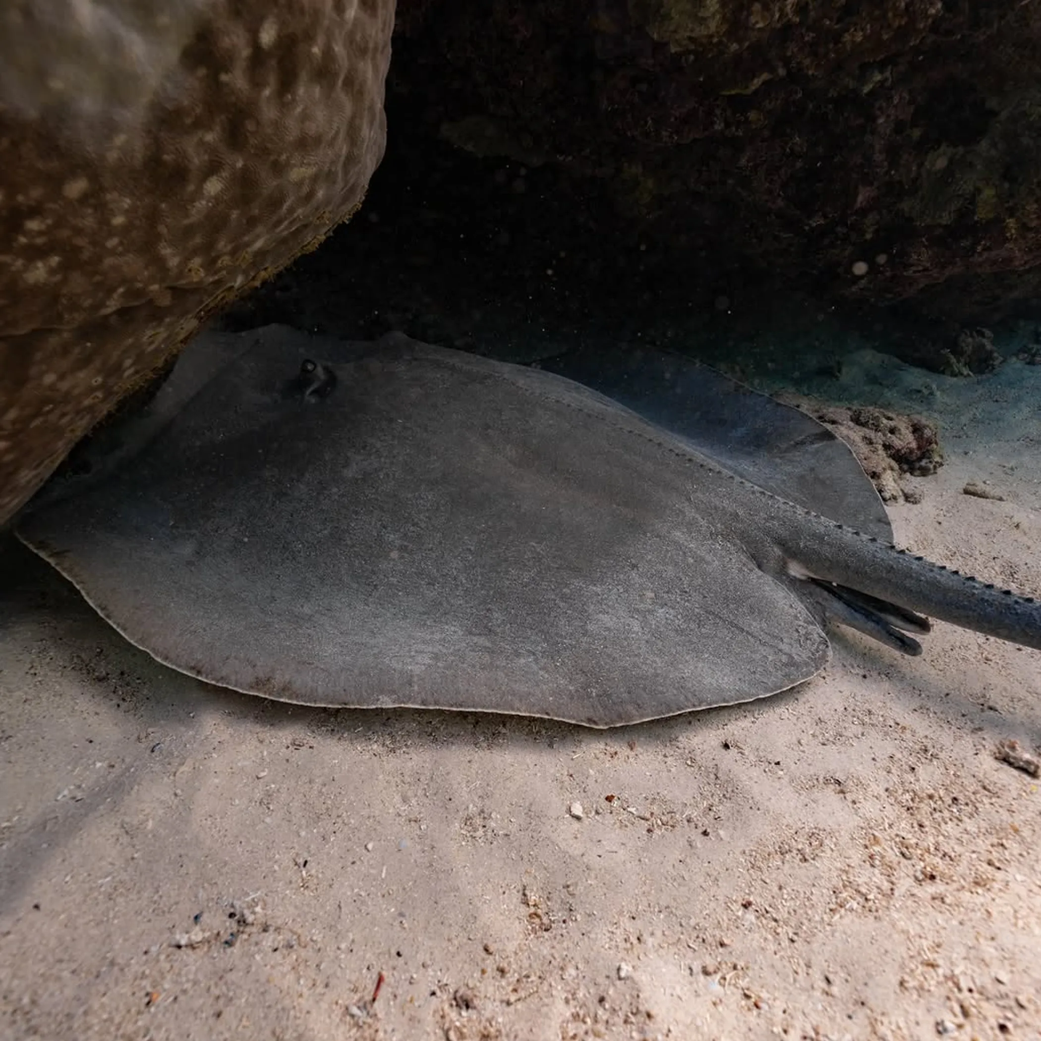 underwater marine life at ningaloo reef