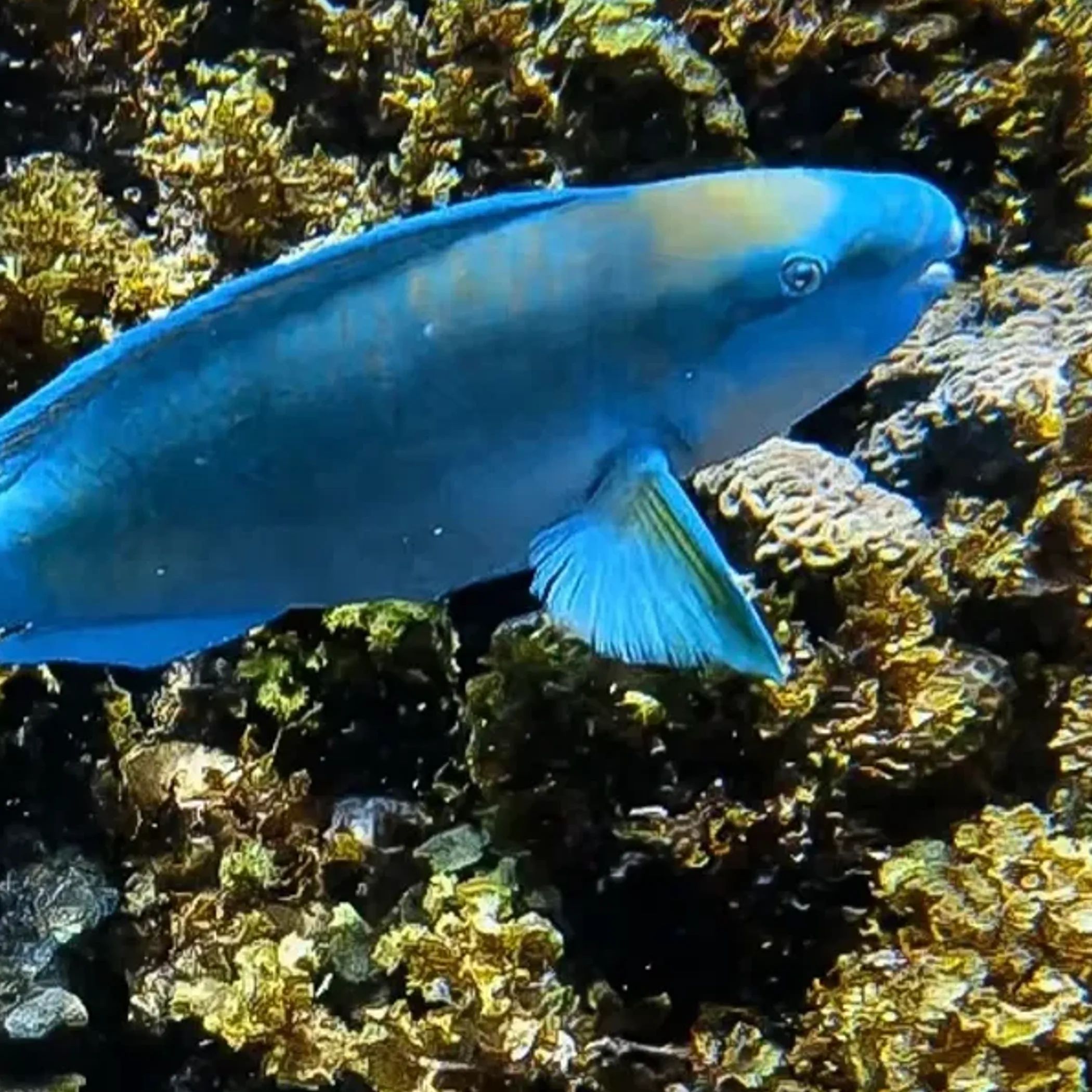 colorful coral reef with fish