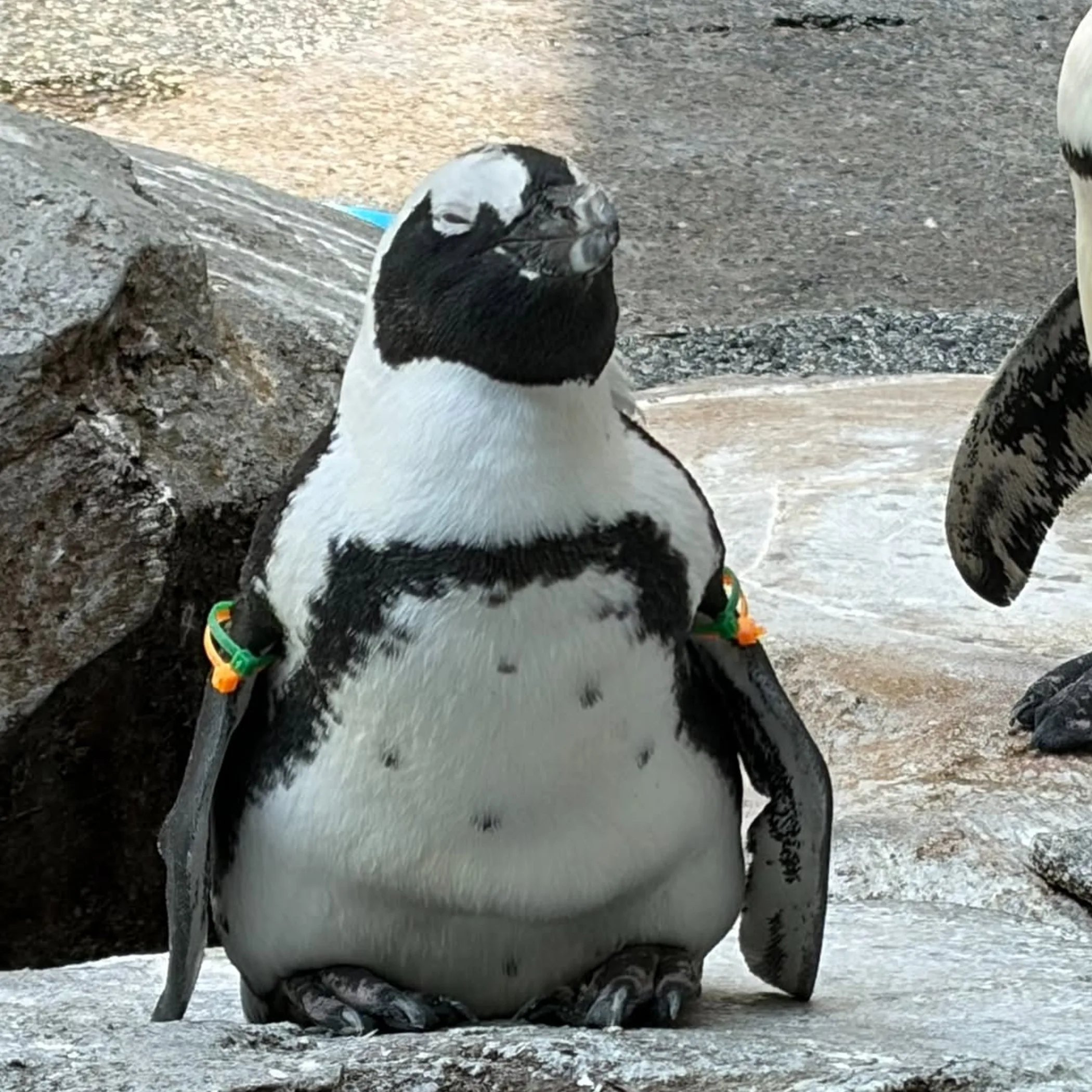 close-up of a penguin on rocks