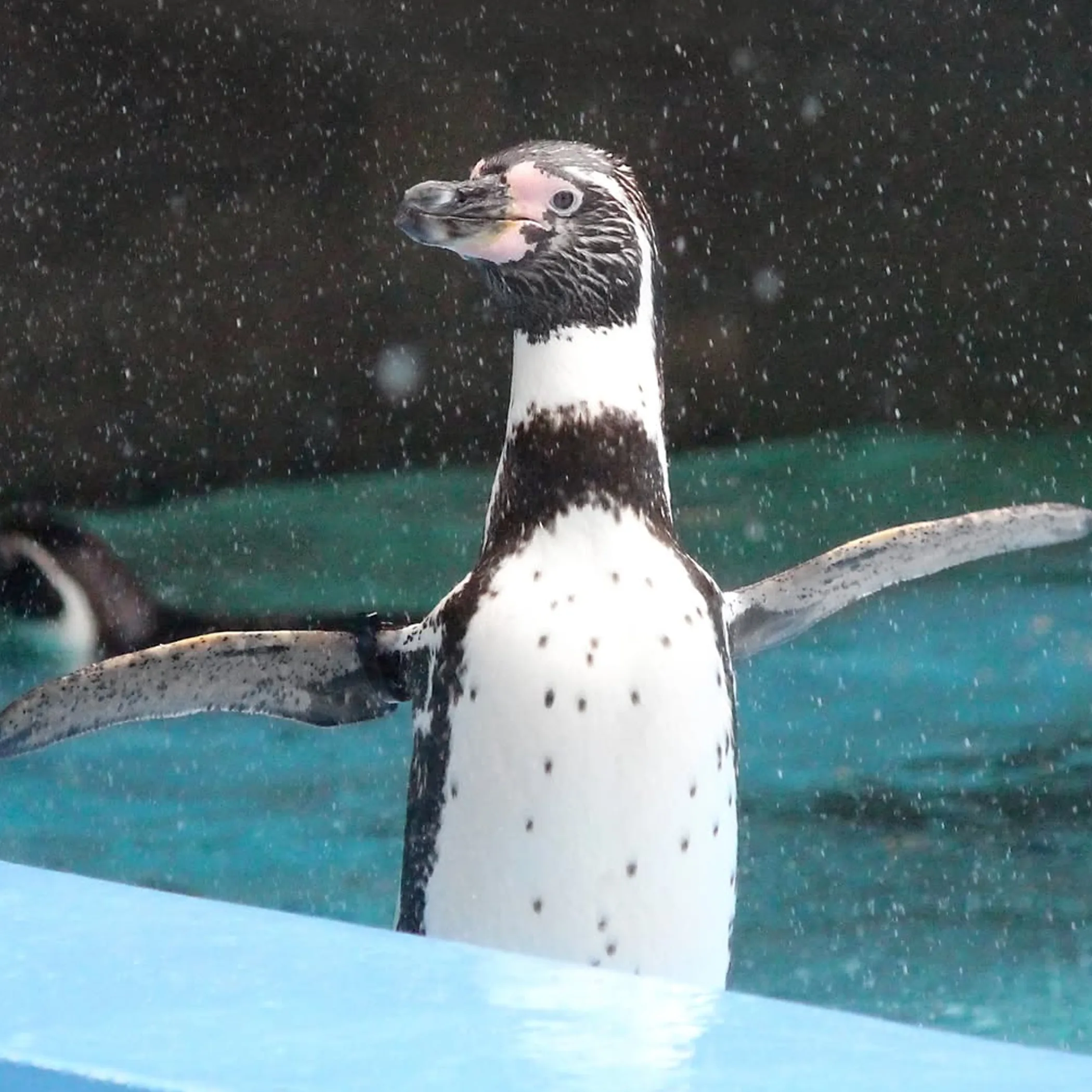 close-up of a penguin standing