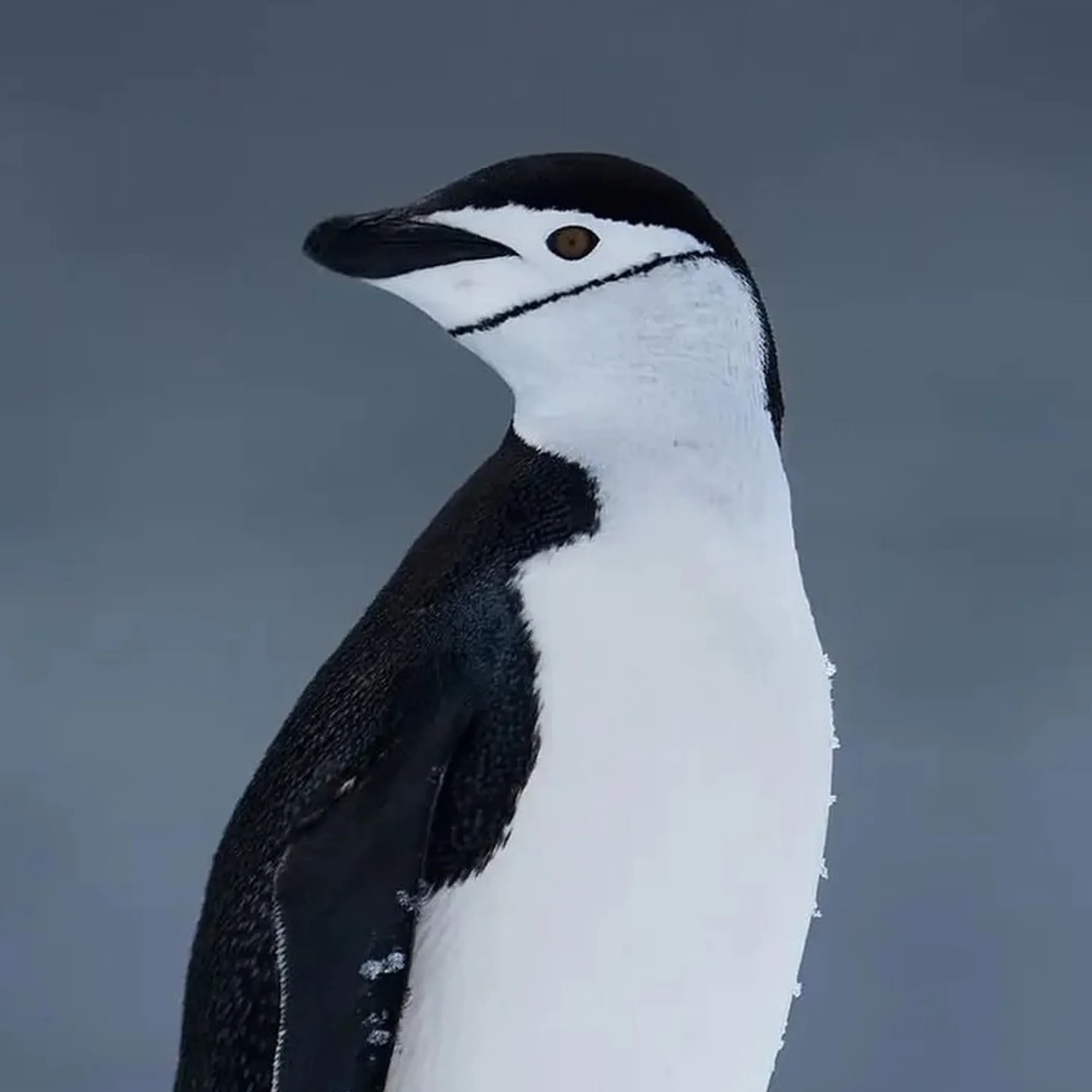 close-up of a penguin on land
