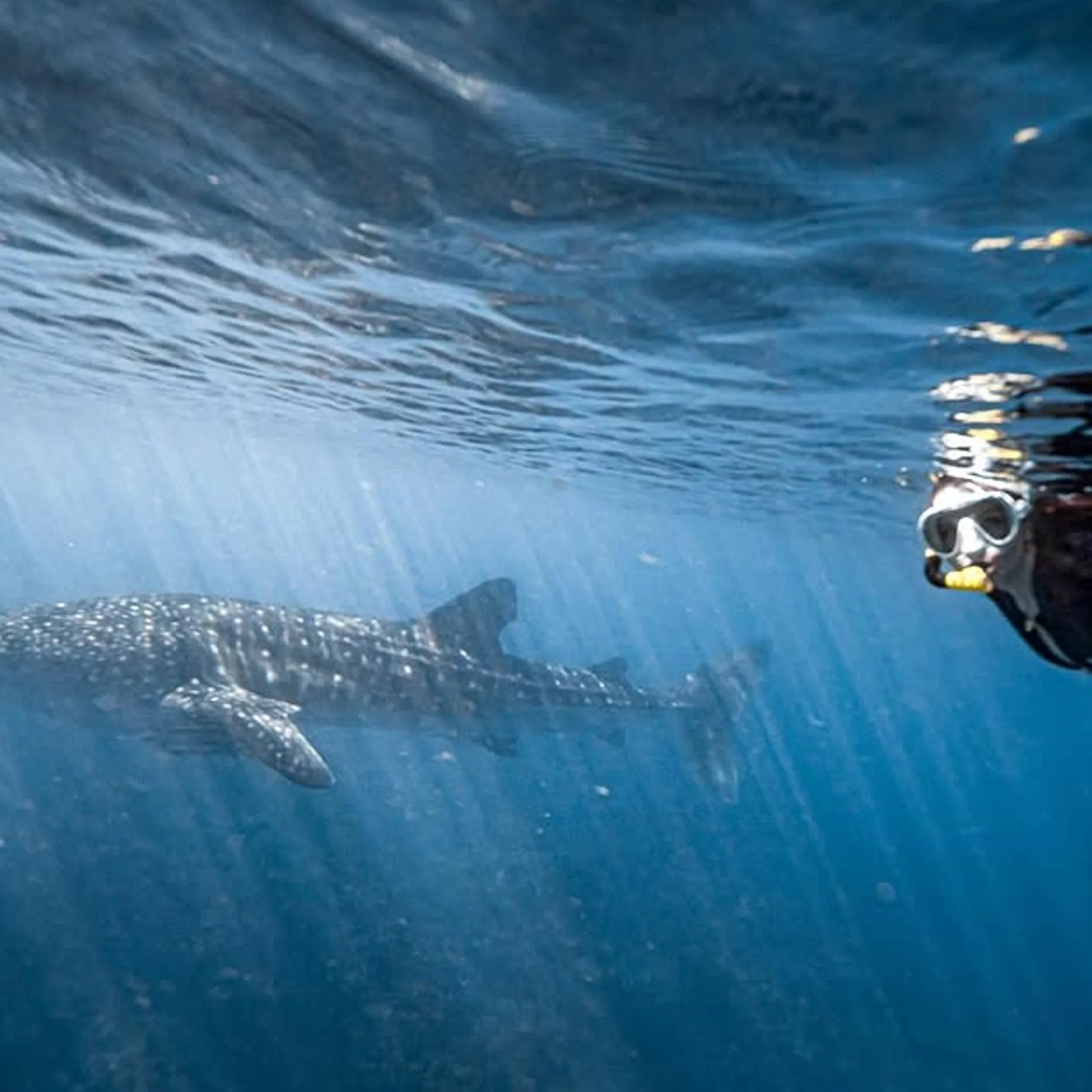 whale shark swimming near diver underwater