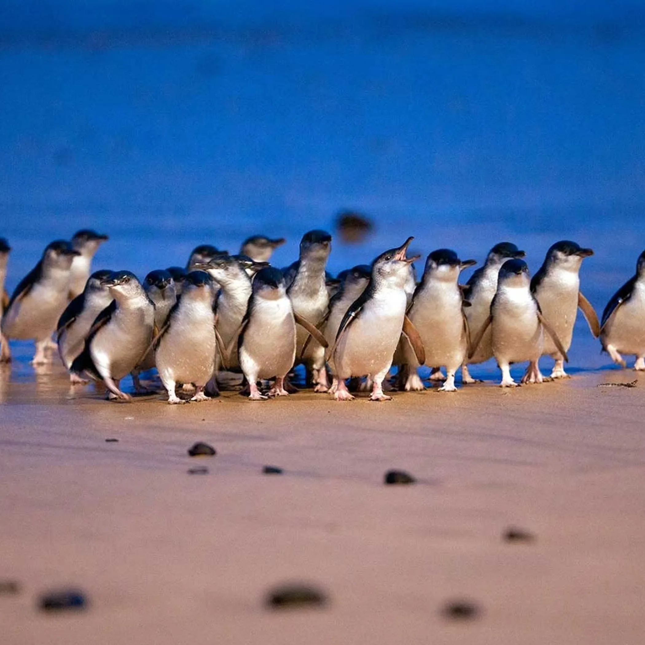 penguins standing on rocky shore