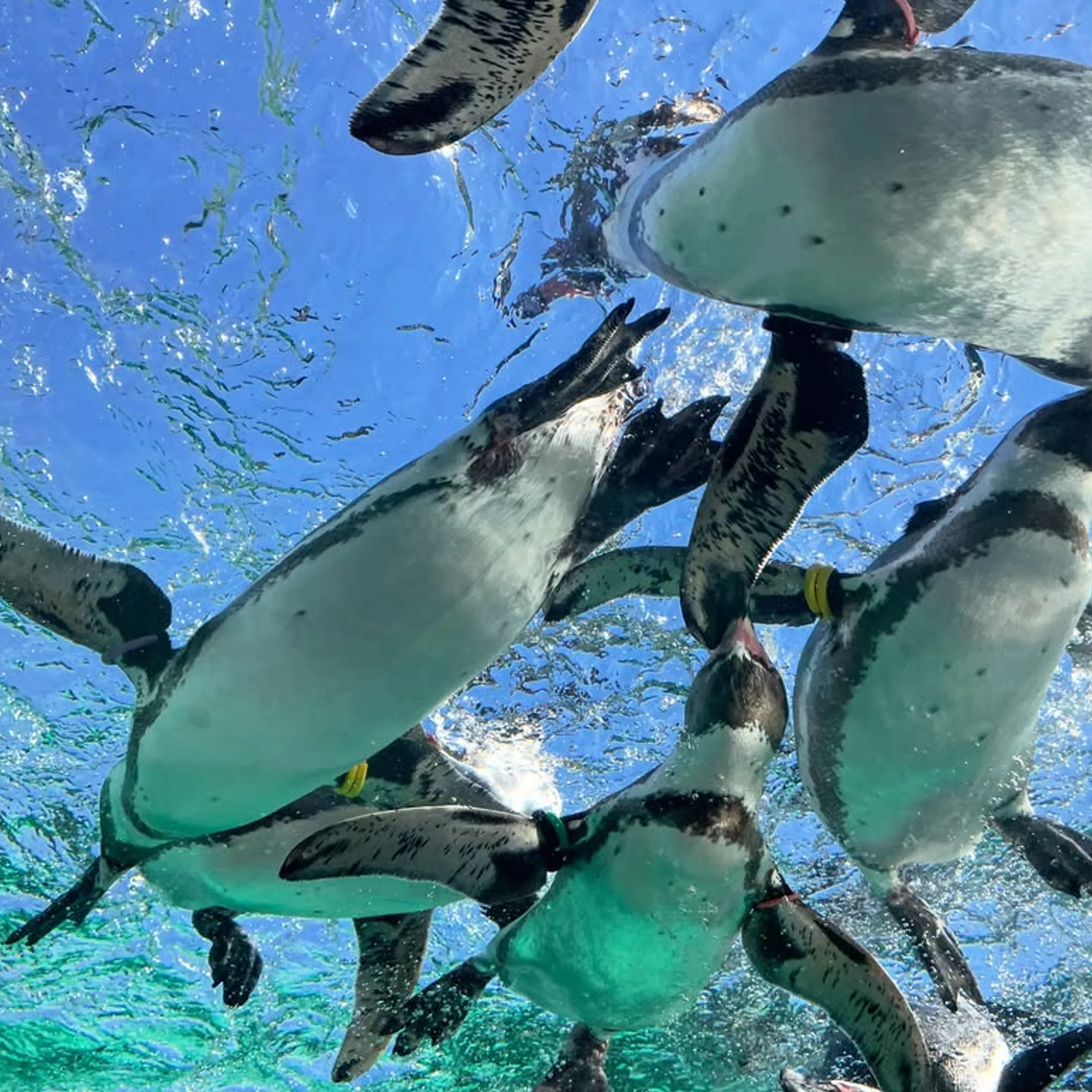 penguins swimming in clear water