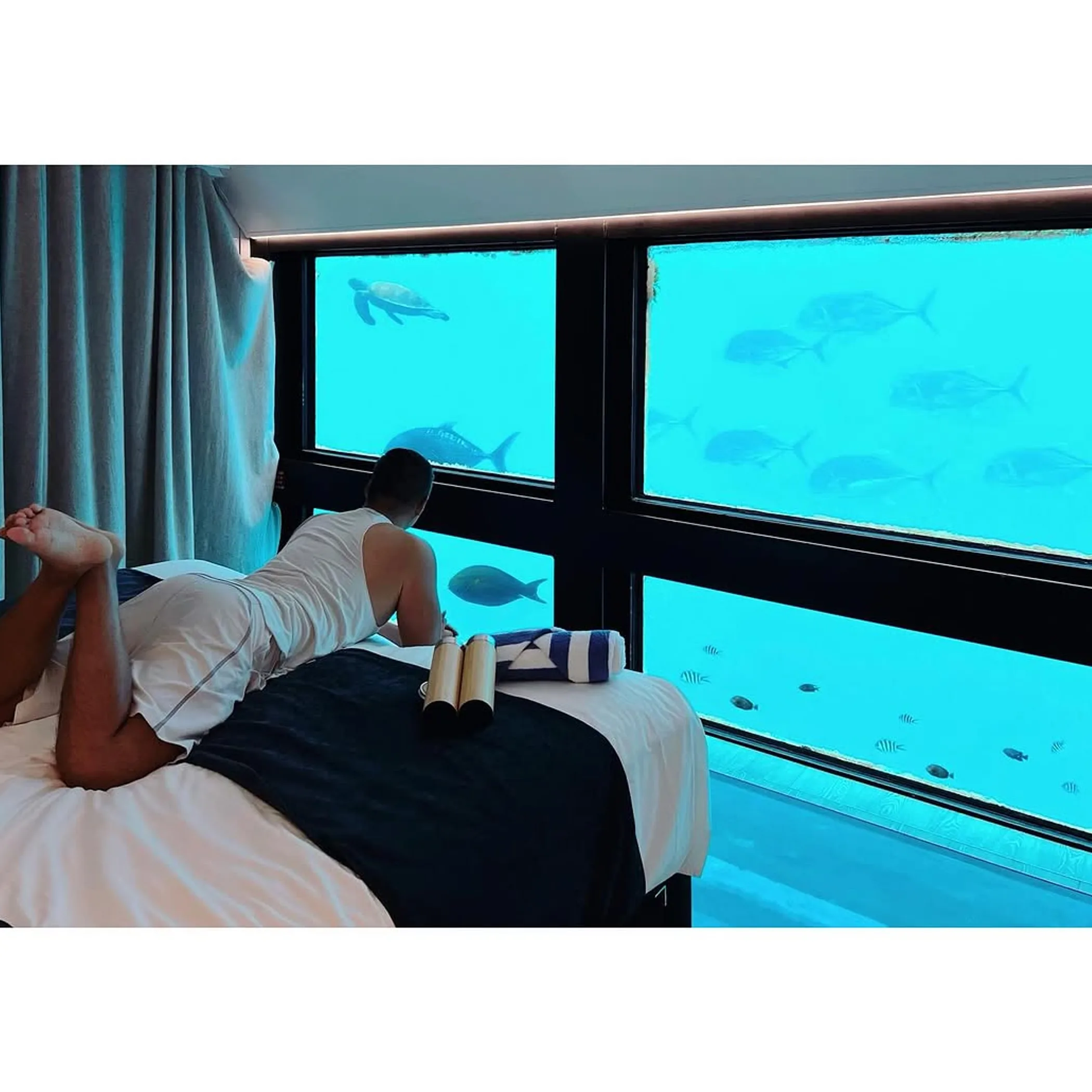 marine life and reef-view reefsuite